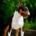 Achille - Bull Terrier